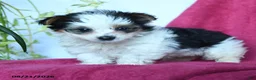 Yorkshire Terrier dogs for sale: Snickers - Ad 4
