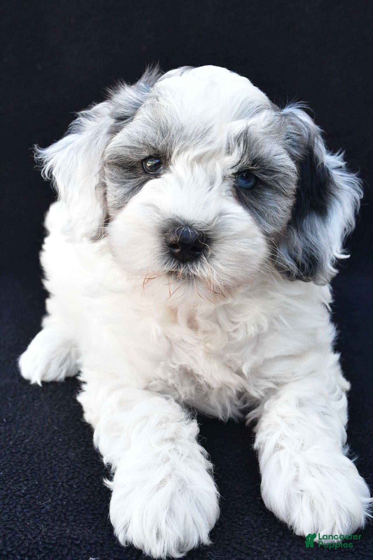 Mini Sheepadoodle dogs Sammy - Ad 2