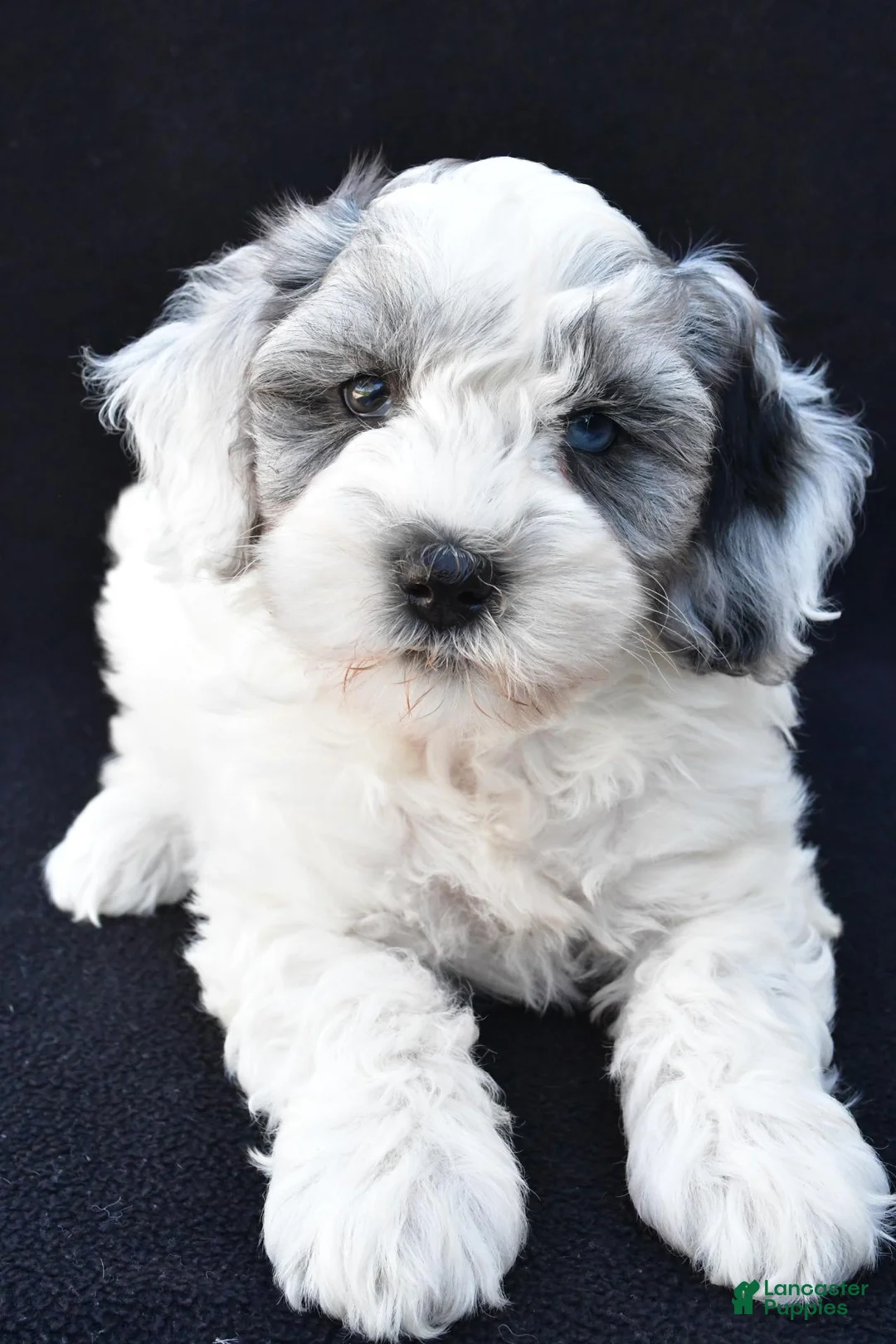 Mini Sheepadoodle dogs for sale: Sammy - Ad 2