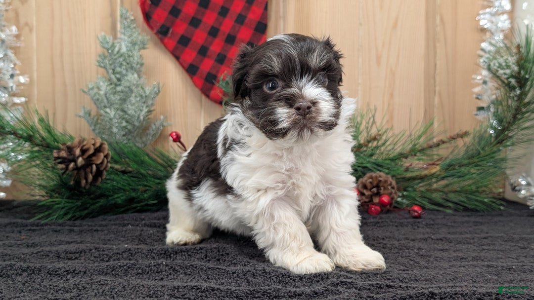 Havanese dogs for sale: Zorro - Ad 8