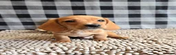 Miniature Dachshund dogs for sale: Boyd - Ad 3