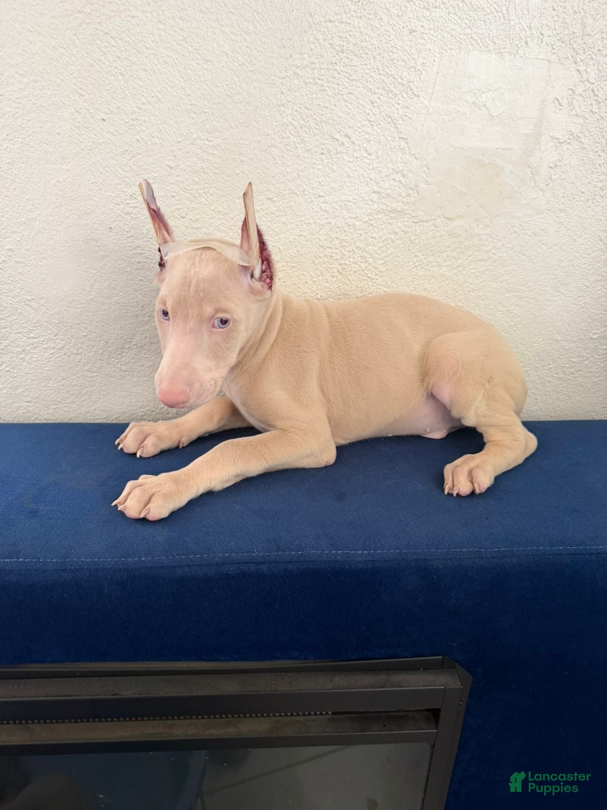 Doberman Pinscher dogs Doberman Pinscher Puppy 1 - Ad 6