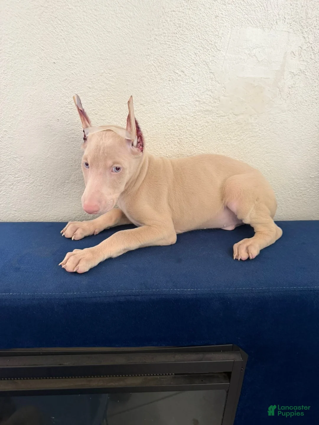 Doberman Pinscher dogs for sale: Doberman Pinscher Puppy 1 - Ad 1