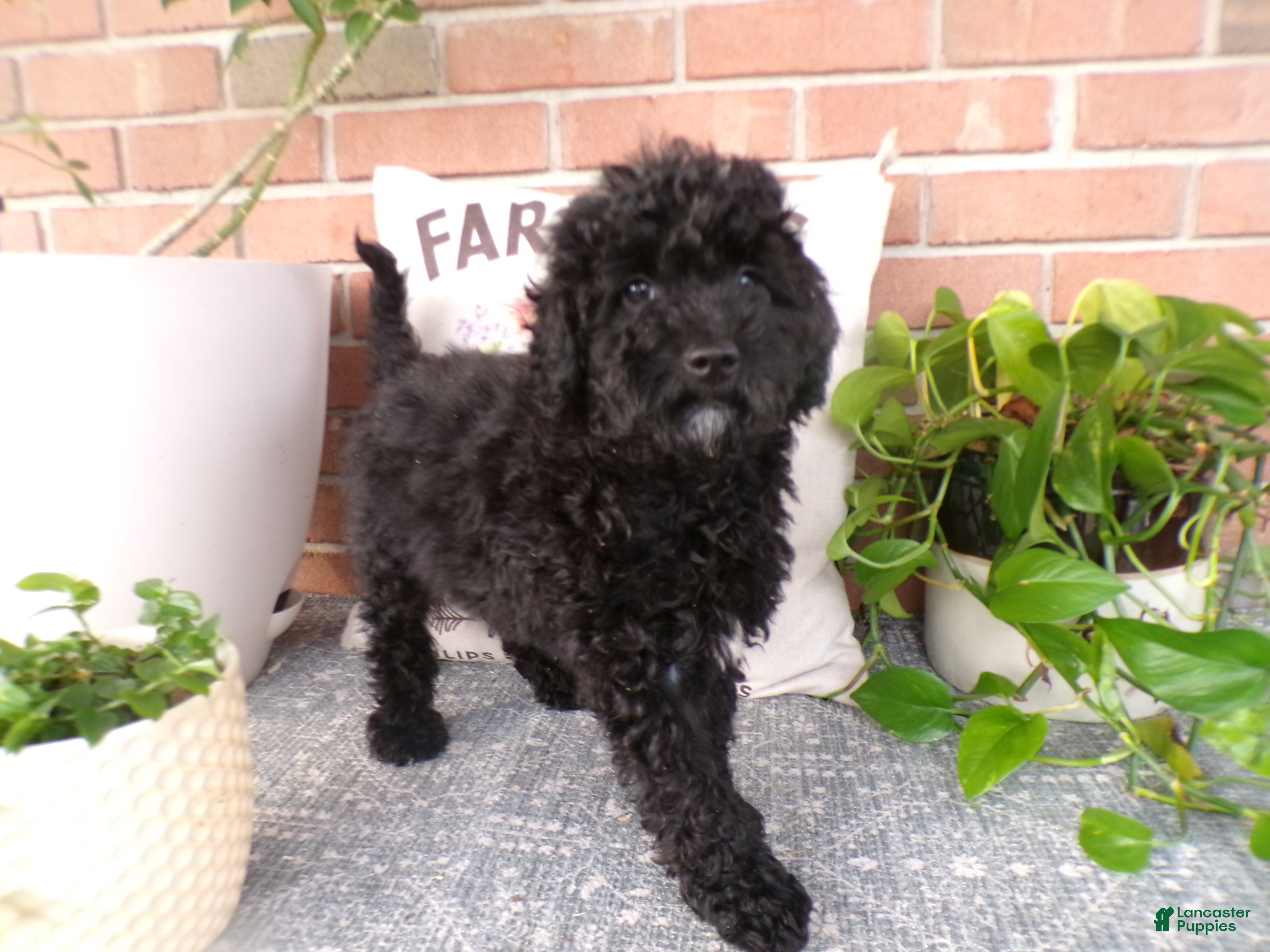 Mini Goldendoodle dogs Boyd - Ad 2