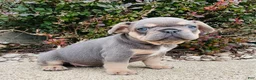 French Bulldog dogs for sale: Bella - Ad 4