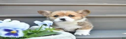 Welsh Corgi Pembroke dogs for sale: Diesel  - Ad 3