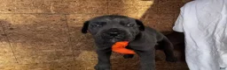Cane Corso dogs for sale: Cane Corso 1 - Ad 3