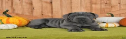 Cane Corso dogs for sale: Champ  - Ad 4