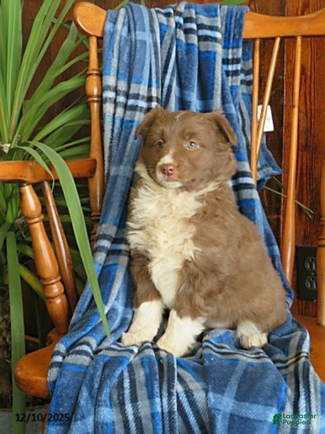 Miniature Australian Shepherd dogs for sale: Maisy - Ad 1