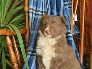 Miniature Australian Shepherd dogs Maisy - Ad 18