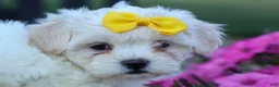 Teddy Bear dogs for sale: Bubbles 💖 - Ad 3