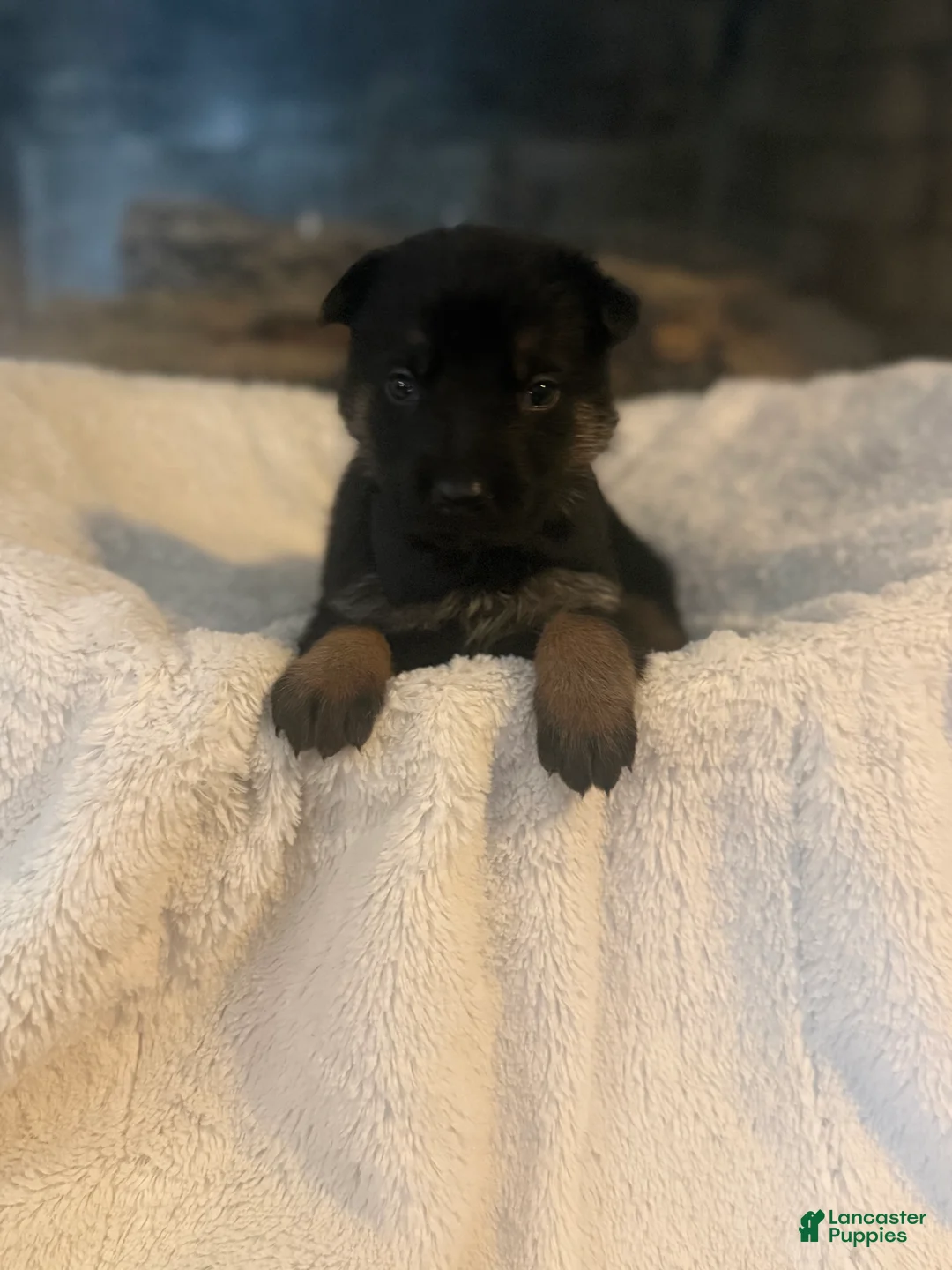 German Shepherd dogs for sale: Royce - Ad 2