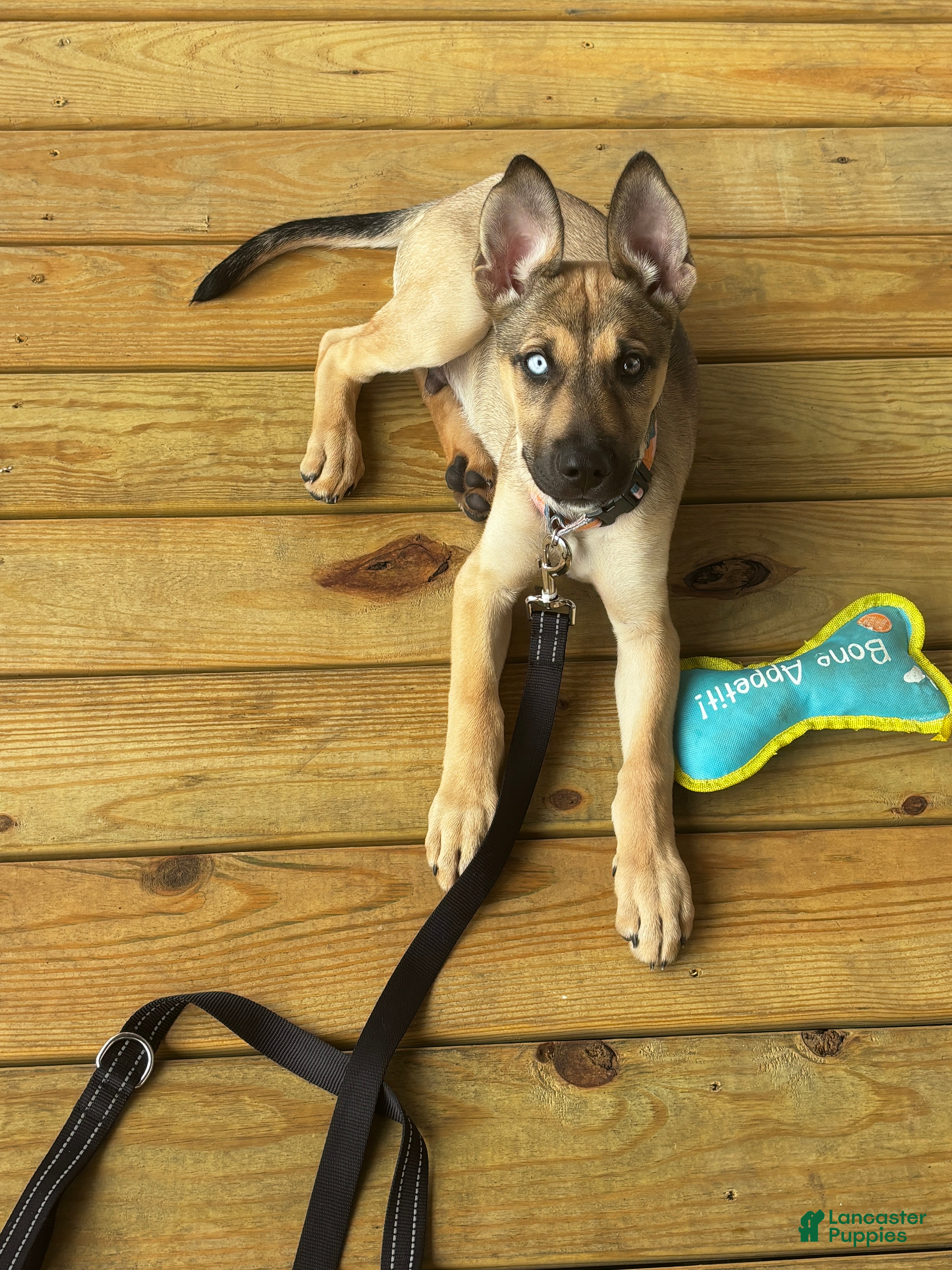 Gerberian Shepsky dogs Gerberian Shepsky 1 - Ad 34