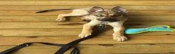 Gerberian Shepsky dogs for sale: Gerberian Shepsky 1 - Ad 1