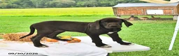 Great Dane dogs for sale: Lola - Ad 3