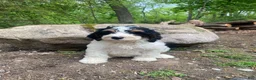 Bernedoodle dogs for sale: Scooby - Ad 7