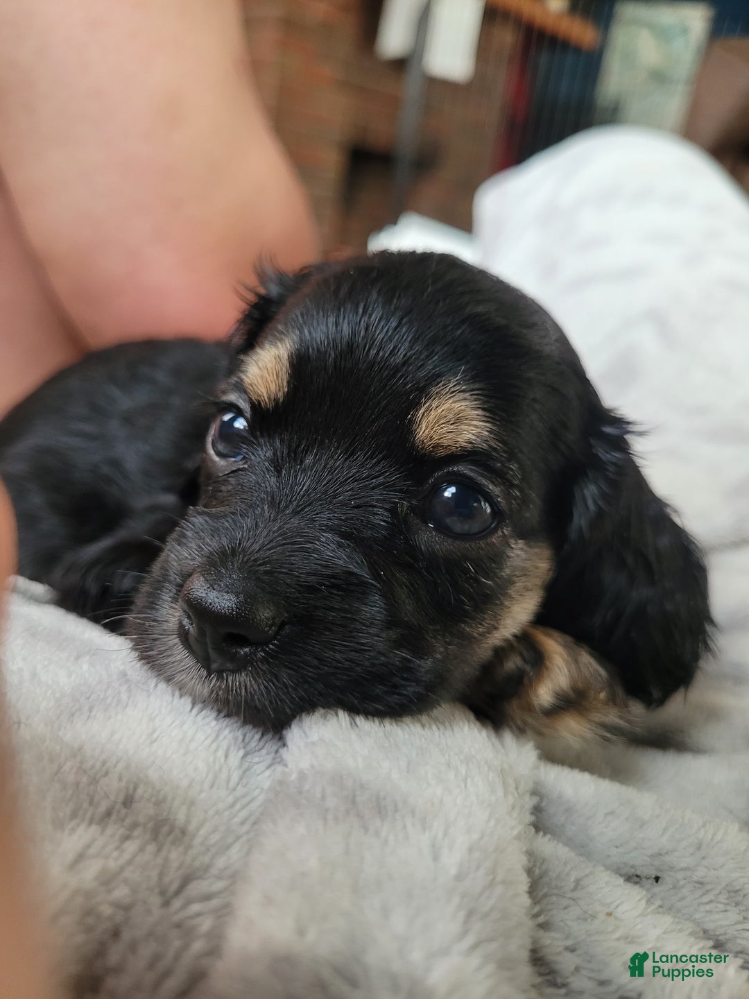 Cocker Spaniel dogs for sale: Pink collar Girl  - Ad 5