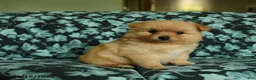 Pomeranian dogs for sale: Frisky - Ad 4