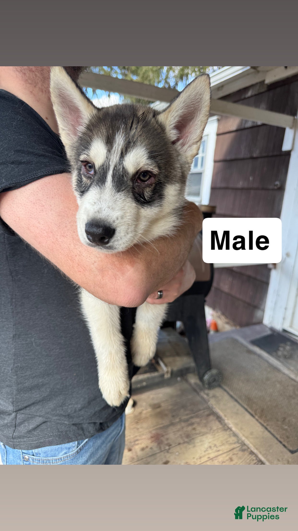 Siberian Husky dogs Smokey  - Ad 29