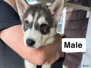 Siberian Husky dogs Smokey - Ad 29