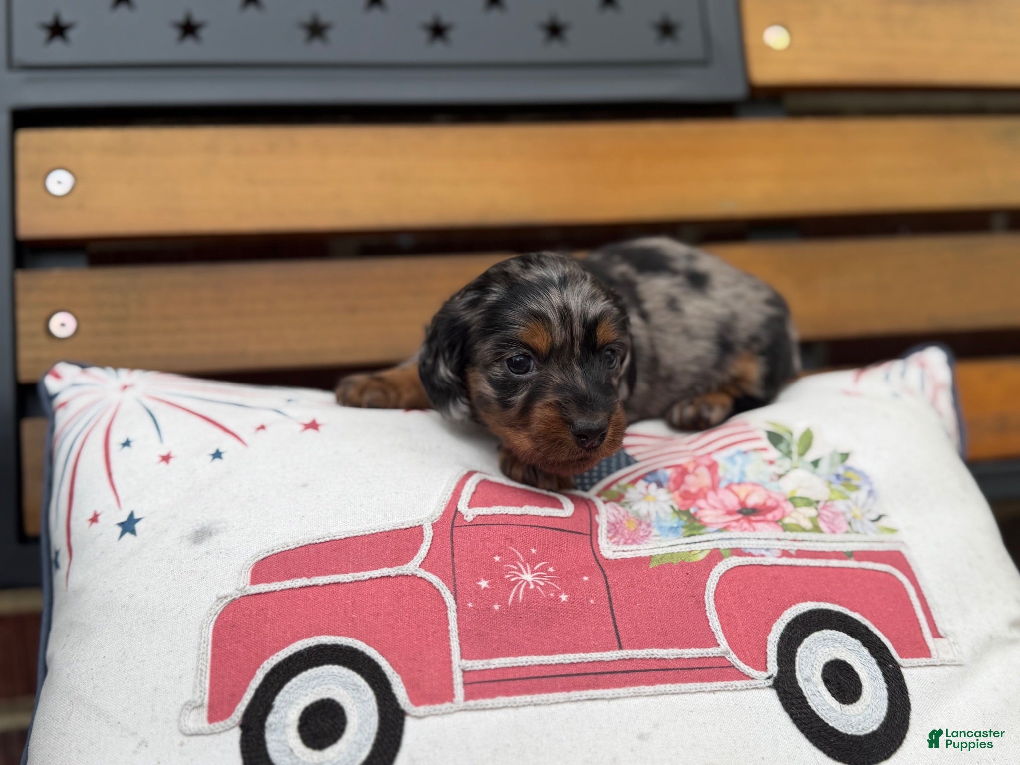 Miniature Dachshund dogs Briar - Ad 1