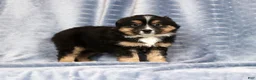 Miniature Australian Shepherd dogs for sale: Ella - Ad 1