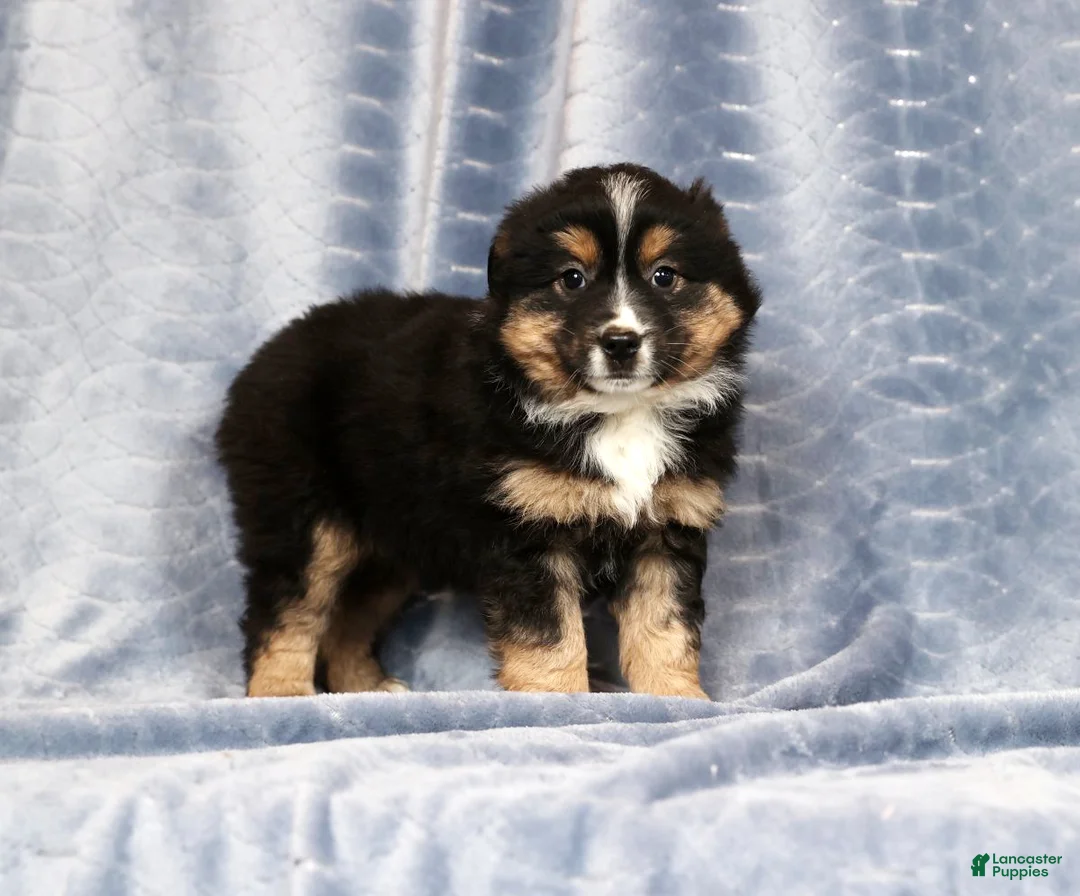 Miniature Australian Shepherd dogs for sale: Ella - Ad 1