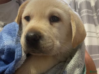 Labrador Retriever dogs - Ad 36