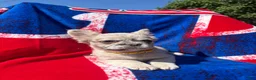 French Bulldog dogs for sale: Viva  - Ad 4