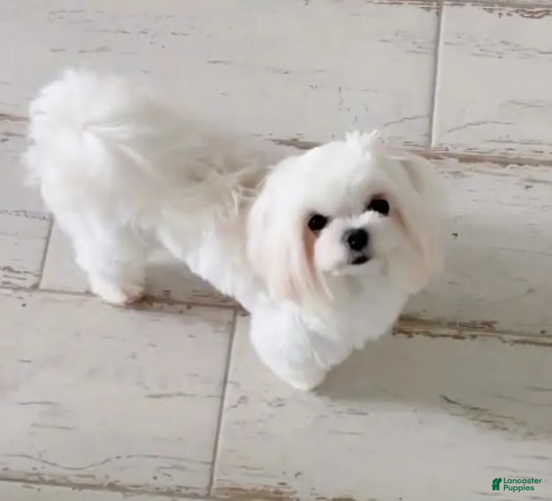 Maltipoo dogs for sale: Little Jude - Ad 8
