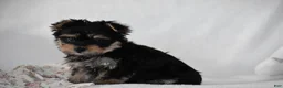 Yorkshire Terrier dogs for sale: Buttons - Ad 10
