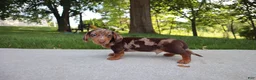 Dachshund dogs for sale: Oreo - Ad 5