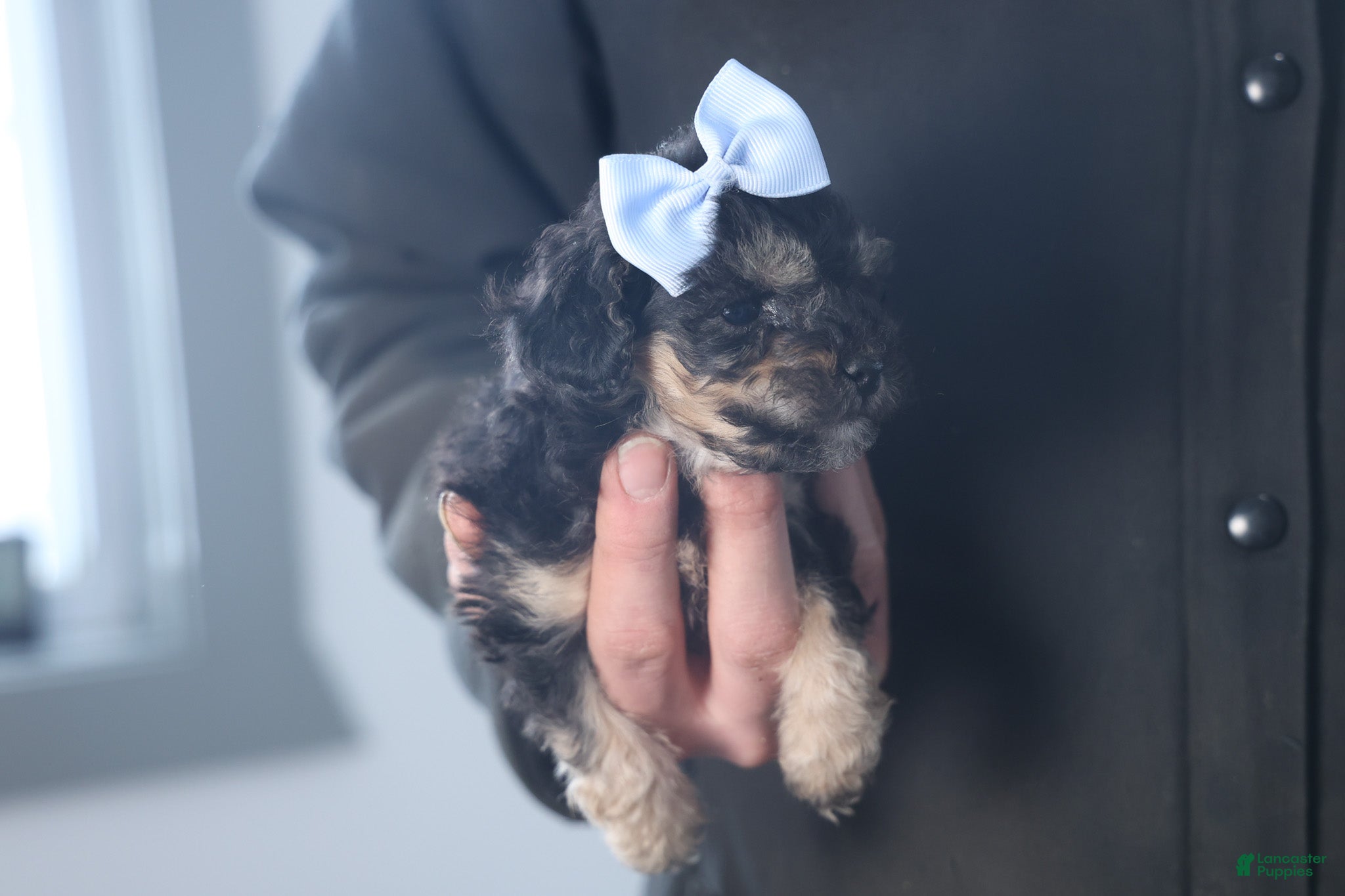 Miniature Poodle dogs Rosebud (Runt of Litter) - Ad 2