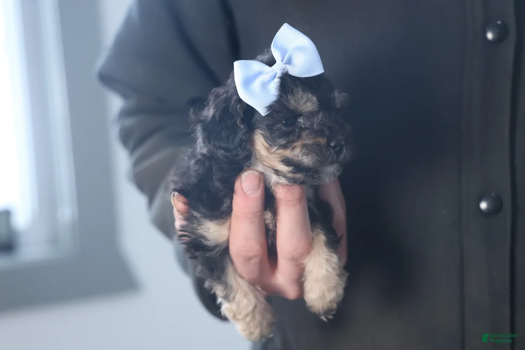 Miniature Poodle dogs for sale: Rosebud (Runt of Litter) - Ad 2