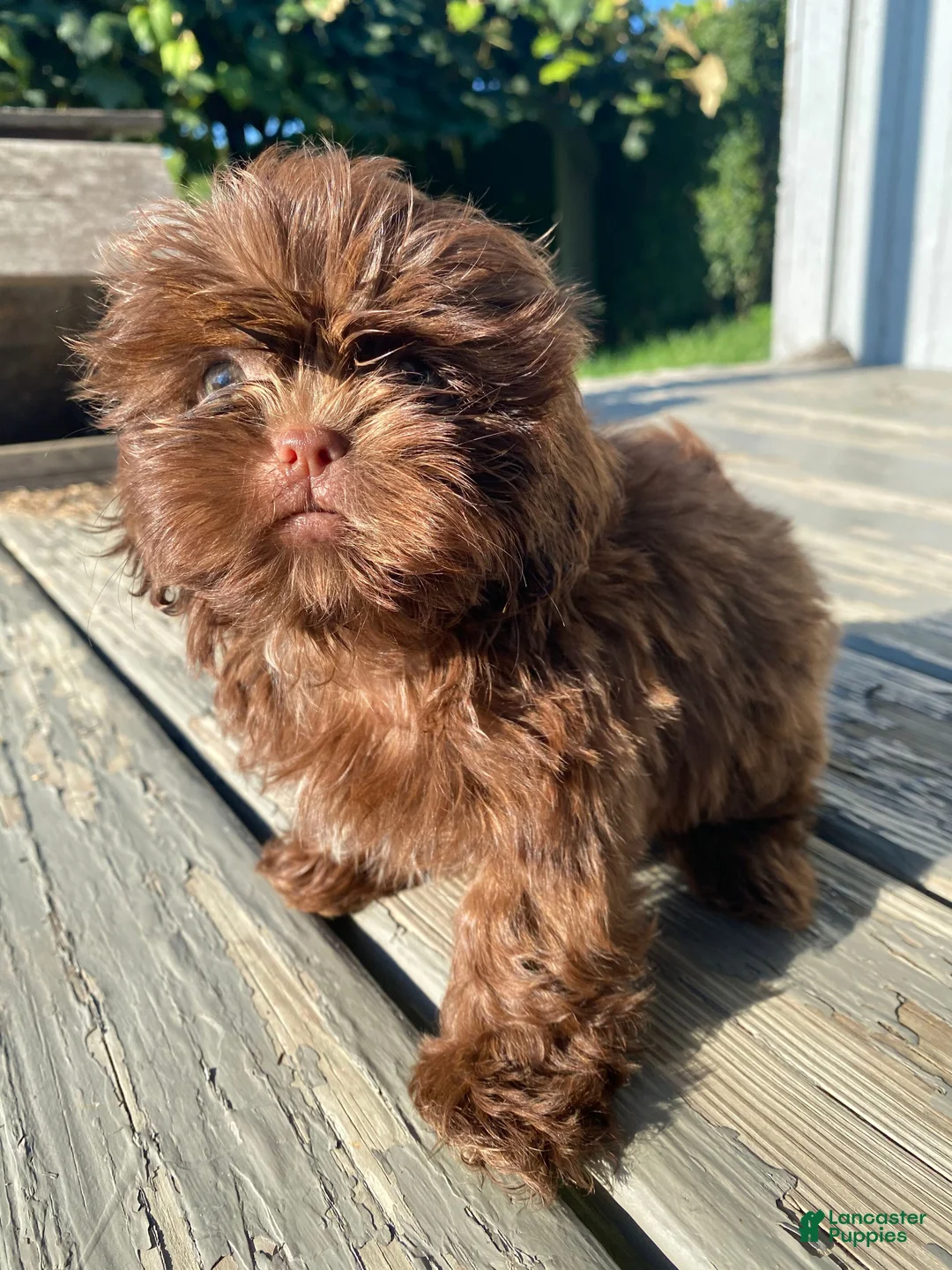Shih Tzu dogs for sale: Daisy - Ad 11