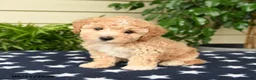 Bichpoo dogs for sale: Justin - Ad 4