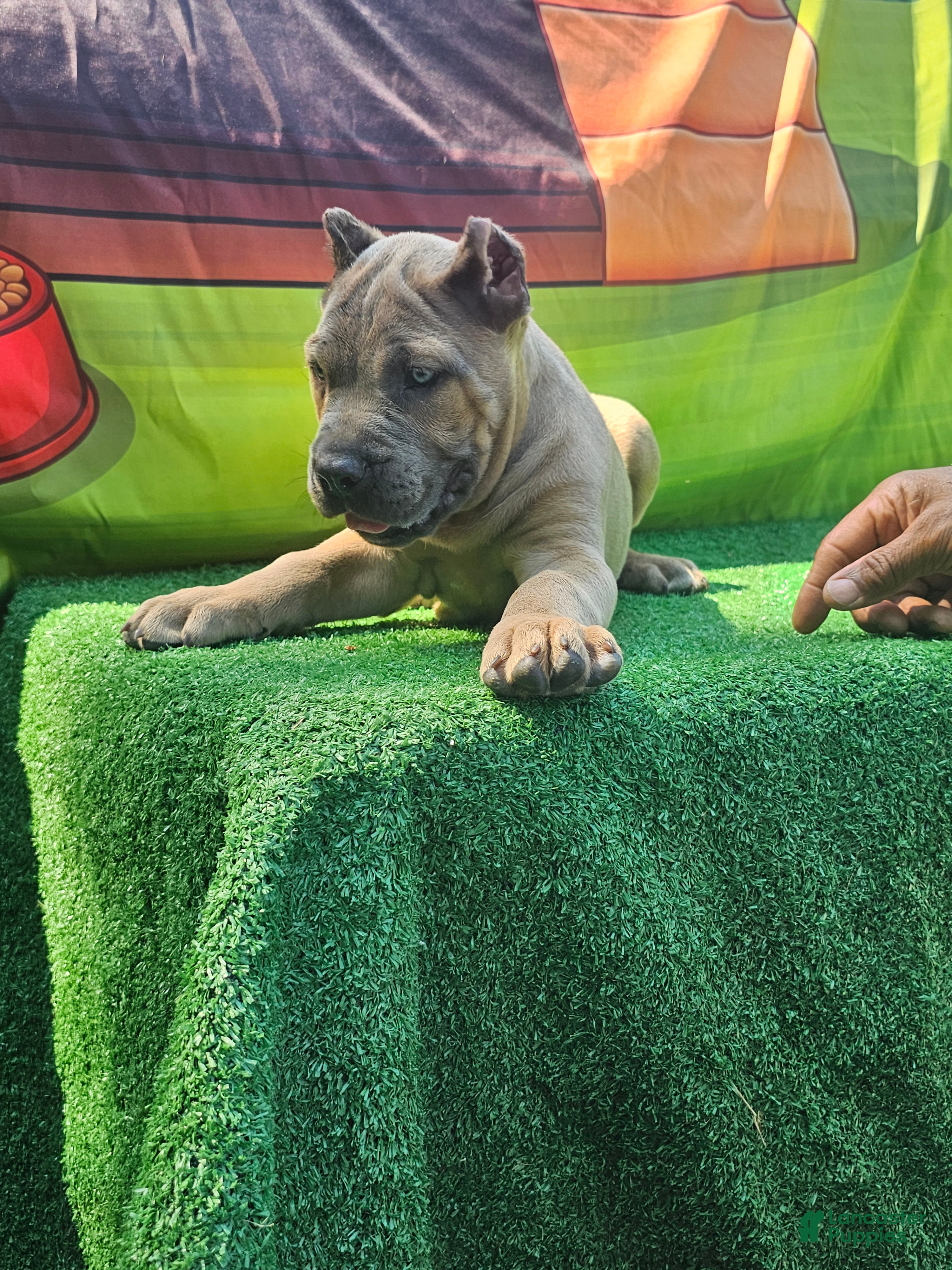 Cane Corso dogs ROCKY - Ad 2