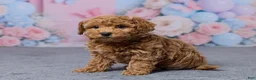 Bichpoo dogs for sale: Tessa - Ad 2