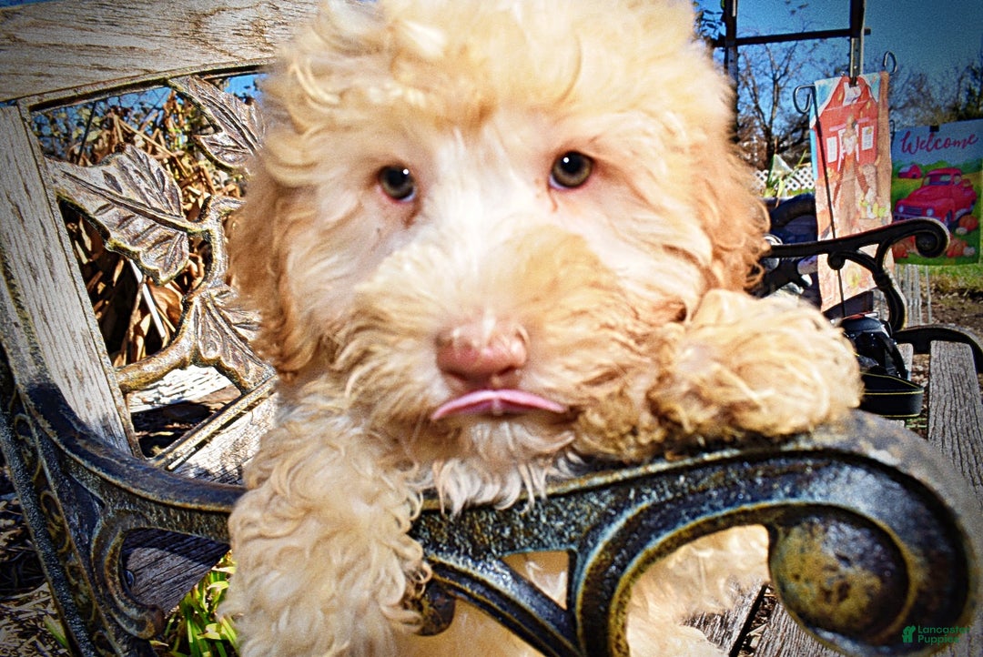 Havapoo dogs for sale: Ranger - Ad 5