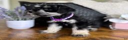 Miniature Schnauzer dogs for sale: Rosie - Ad 8
