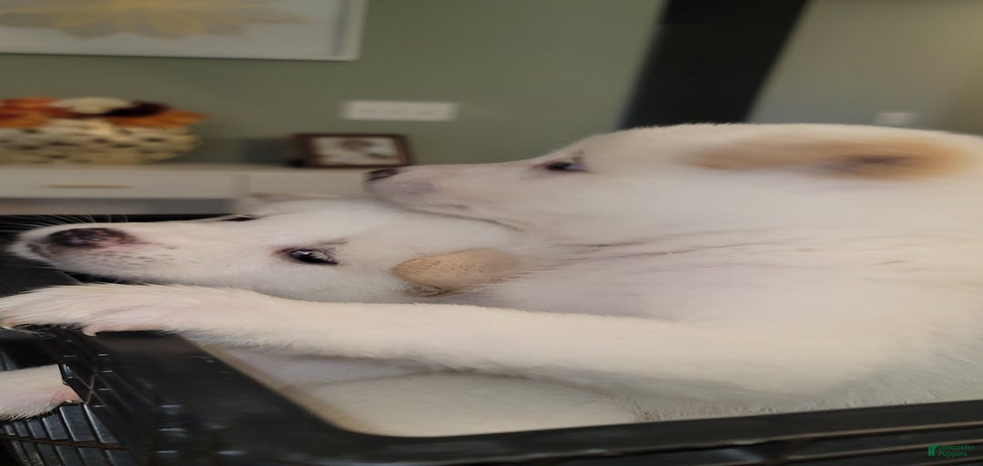 Gallery Image {{count}}