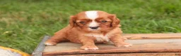 Cavalier King Charles Spaniel dogs for sale: Freddy Cavalier King Charles Spaniel  - Ad 5