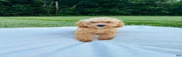 Bichpoo dogs for sale: Bailey - Ad 9