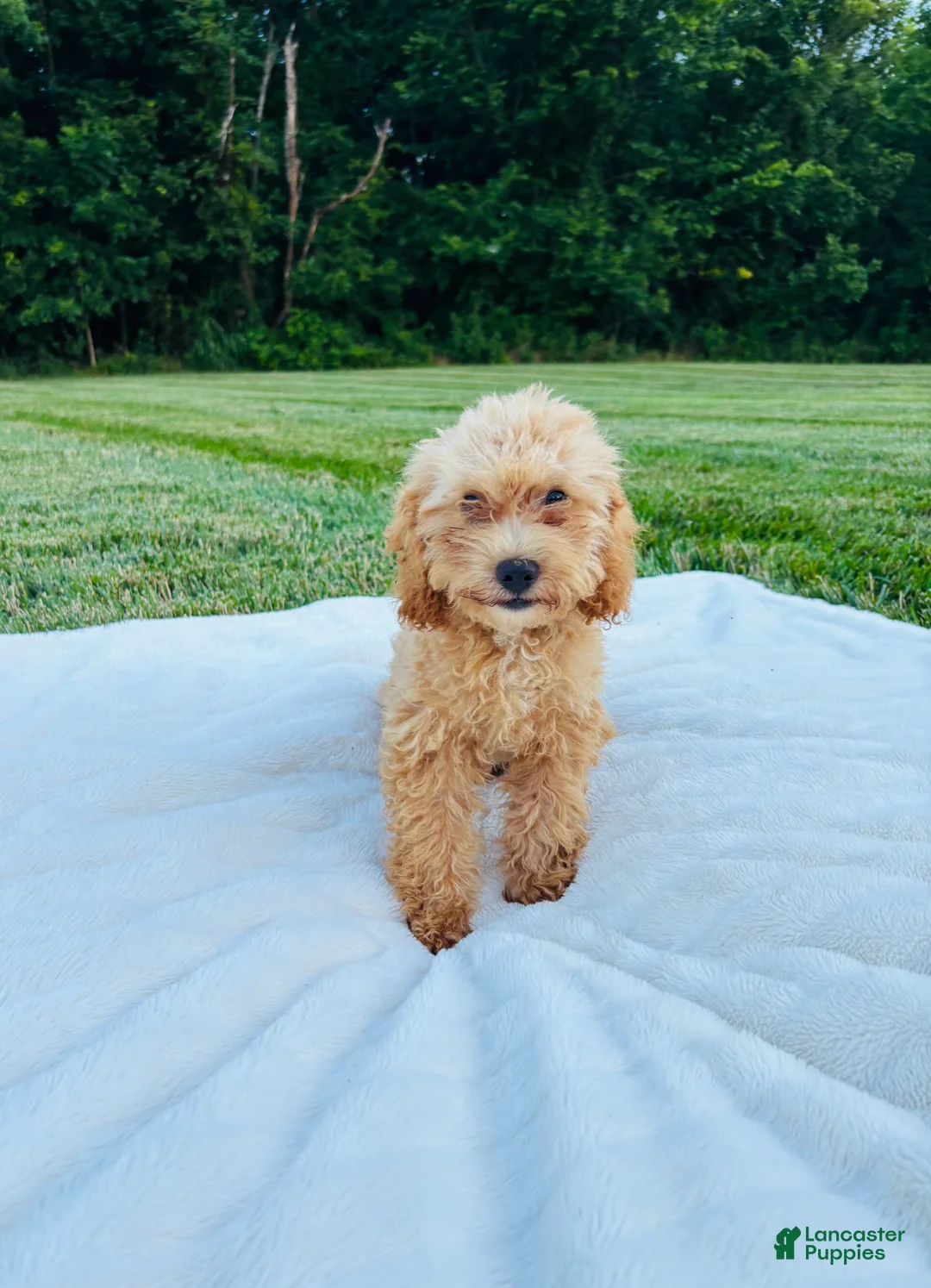 Bichpoo dogs for sale: Bailey - Ad 9
