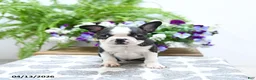 Boston Terrier dogs for sale: Kevin - Ad 5