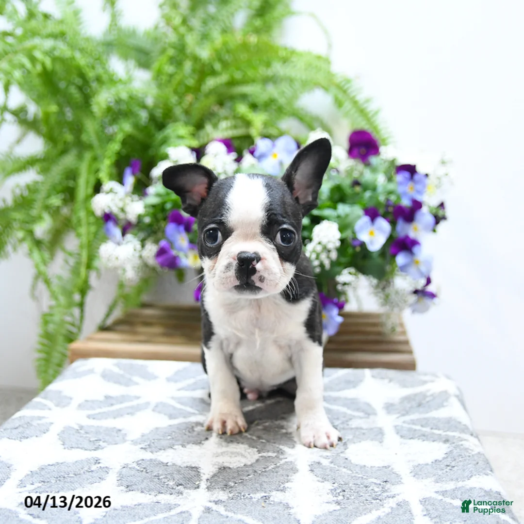 Boston Terrier dogs for sale: Kevin - Ad 5