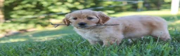 Mixed Breed dogs for sale: Jada - Ad 8