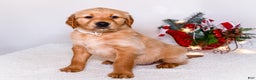 Golden Retriever dogs for sale: Goldie - Ad 2