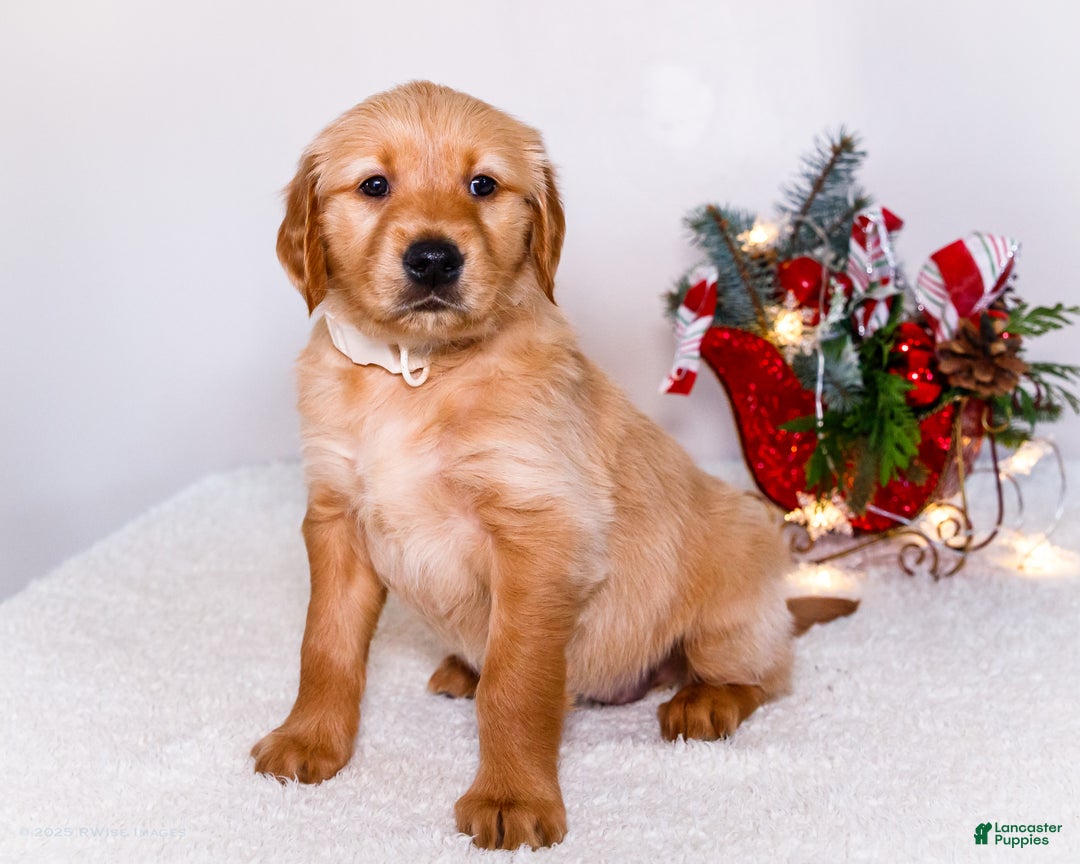 Golden Retriever dogs for sale: Goldie - Ad 2