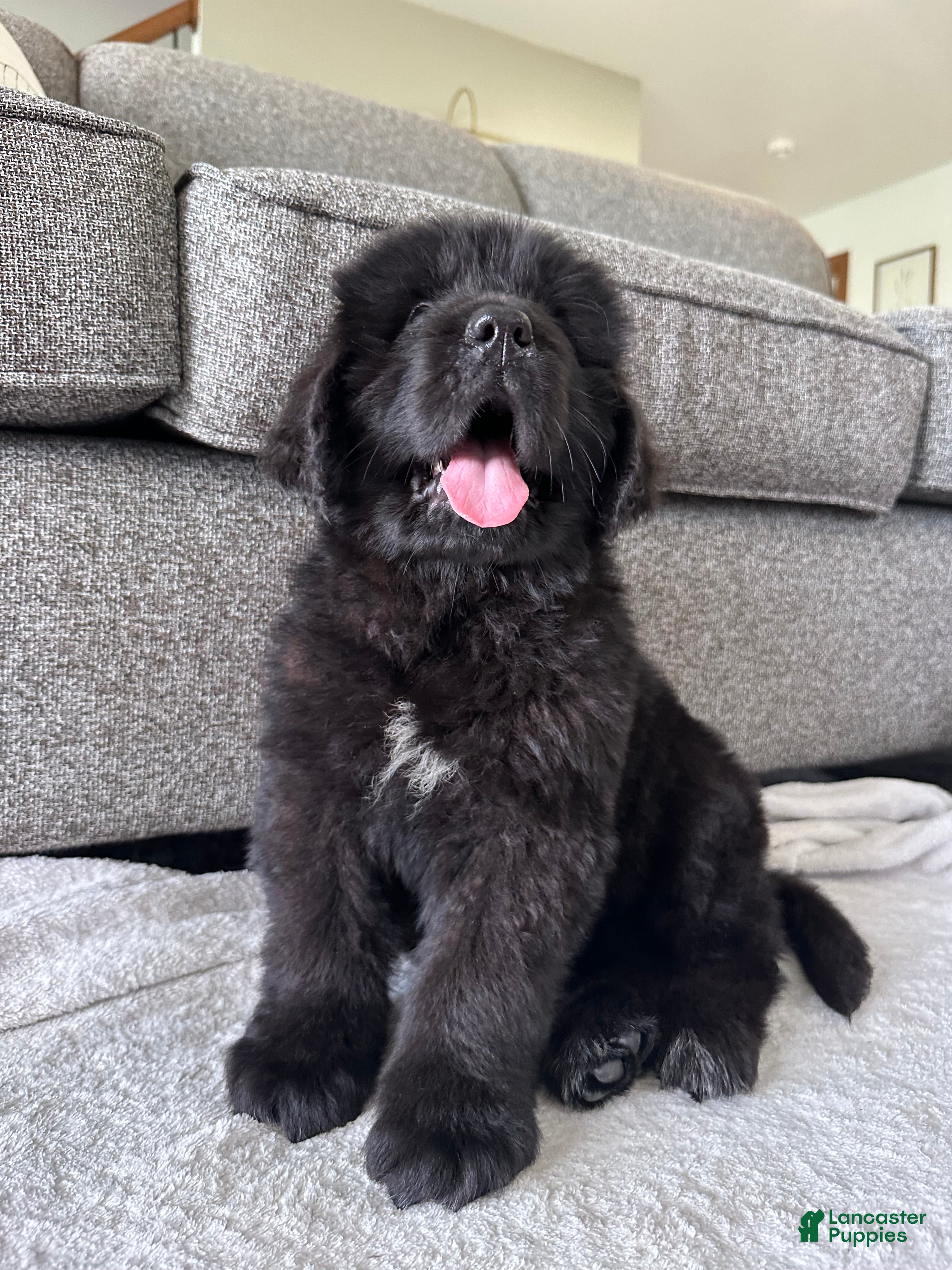 Newfoundland dogs “ Ella” OFA,CH,AKC  - Ad 2